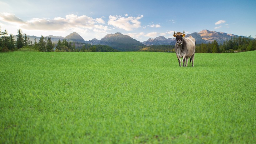 点击大图看下一张：一组草原上可爱的牛图片