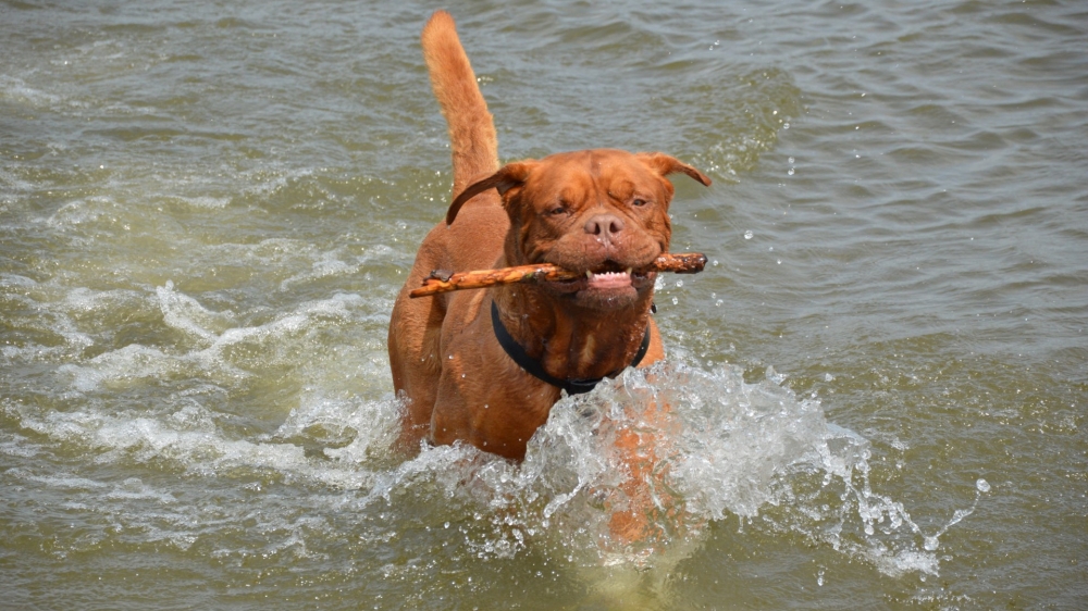 点击大图看下一张：一组水中训练波尔多犬的图片
