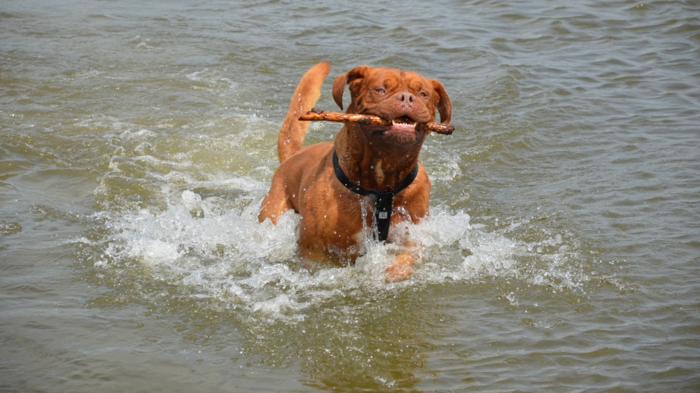 点击大图看下一张：一组水中训练波尔多犬的图片