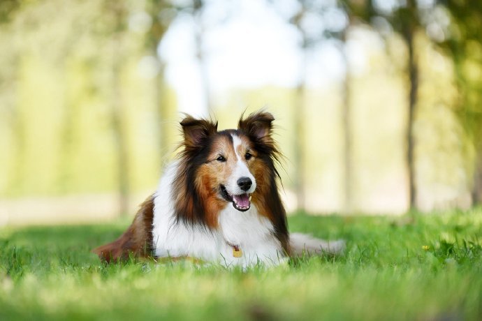 点击大图看下一张：一组可爱的喜乐蒂牧羊犬图片