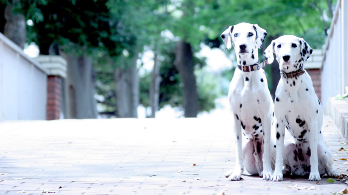 点击大图看下一张：一组黑白斑点的大麦町犬图片