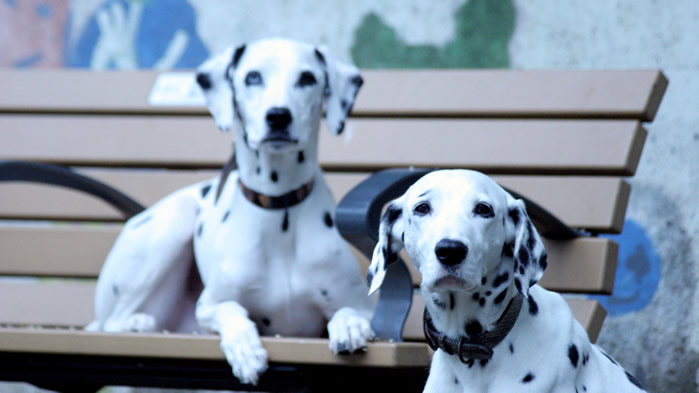 点击大图看下一张：一组黑白斑点的大麦町犬图片
