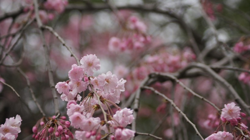 点击大图看下一张：绚烂盛开的唯美樱花桌面壁纸