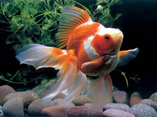 点击大图看下一张：鲜艳美丽的金鱼图片