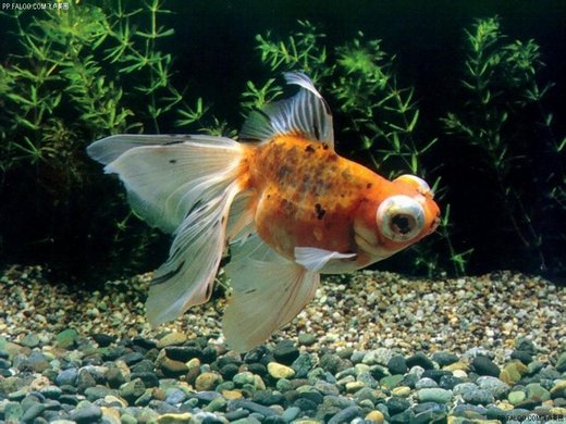 点击大图看下一张：鲜艳美丽的金鱼图片