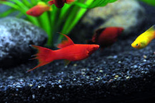 点击大图看下一张：一组红玛丽鱼图片