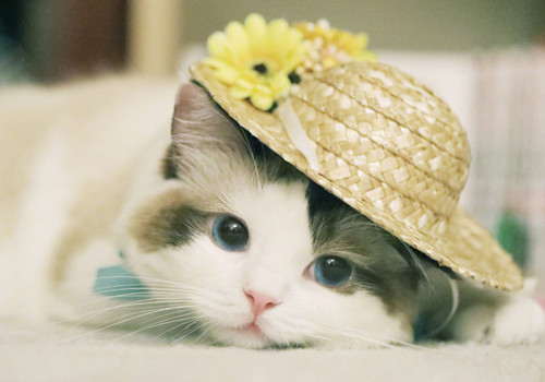 点击大图看下一张：超萌的布偶猫图片