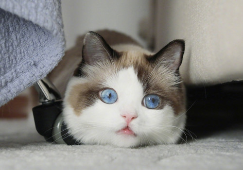 点击大图看下一张：超萌的布偶猫图片