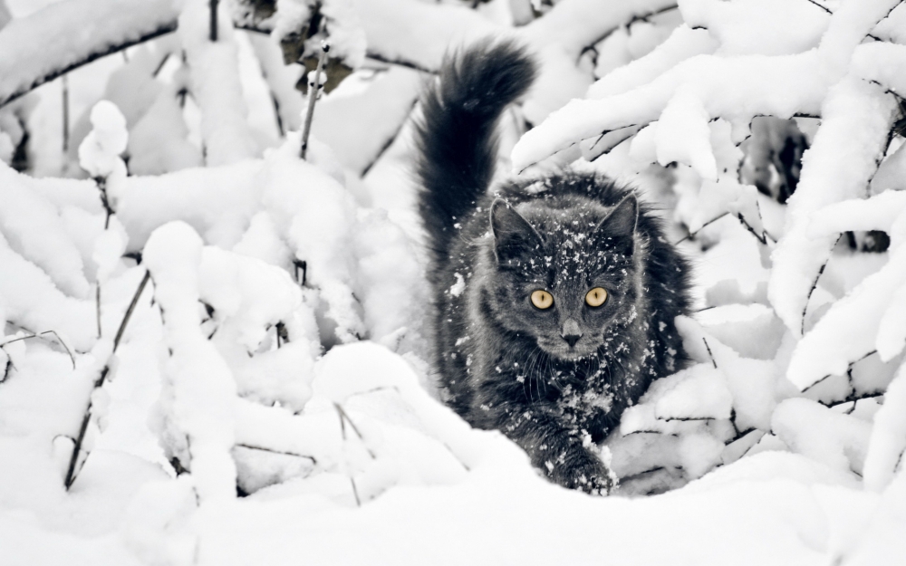 点击大图看下一张：雪地里尽情嬉戏的小猫图片