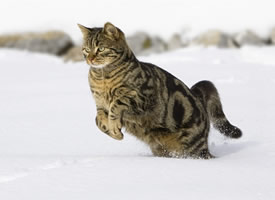 雪地里尽情嬉戏的小猫图片