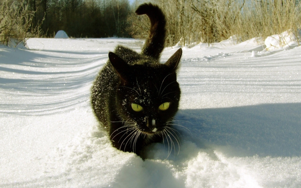 点击大图看下一张：雪地里尽情嬉戏的小猫图片