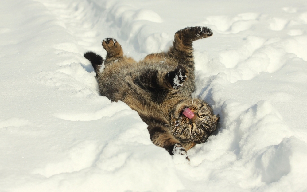 点击大图看下一张：雪地里尽情嬉戏的小猫图片