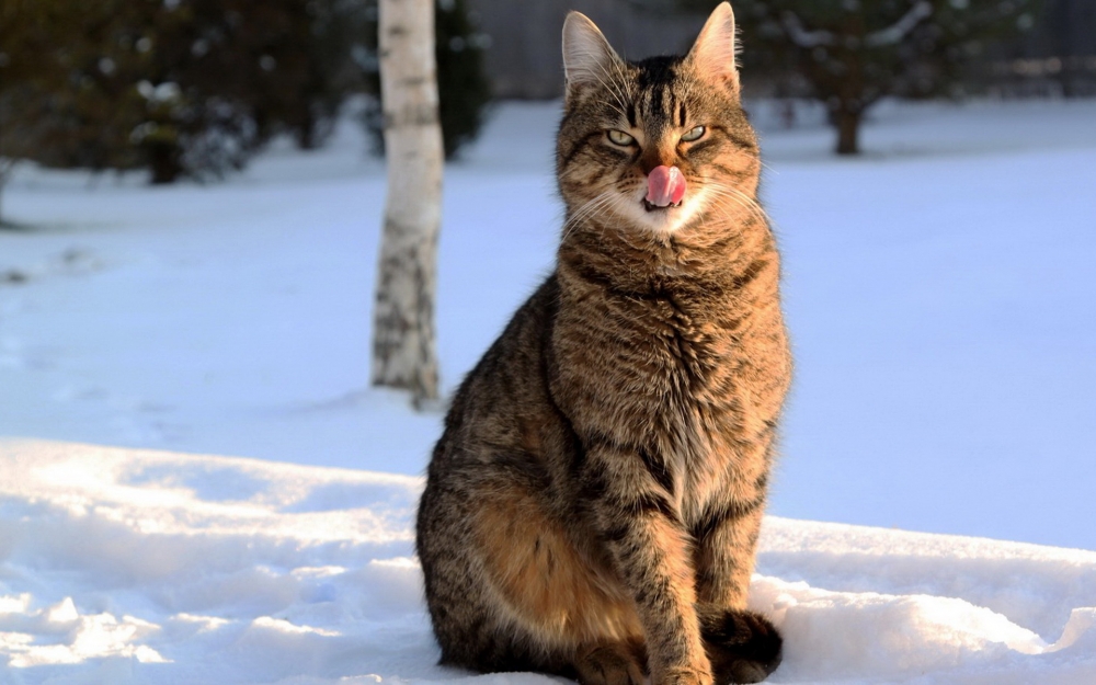 点击大图看下一张：雪地里尽情嬉戏的小猫图片