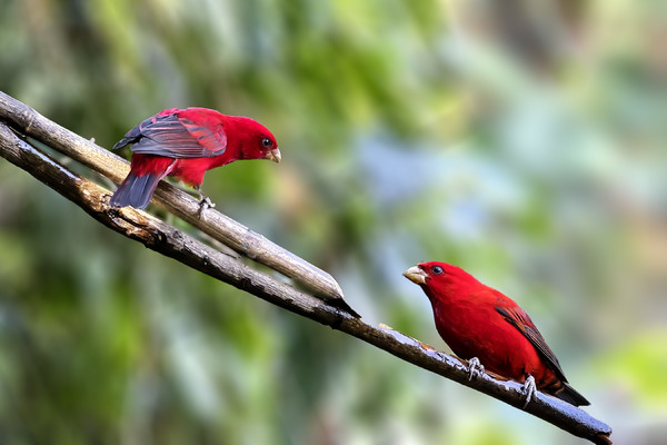 点击大图看下一张：极品红色鸟类—血雀