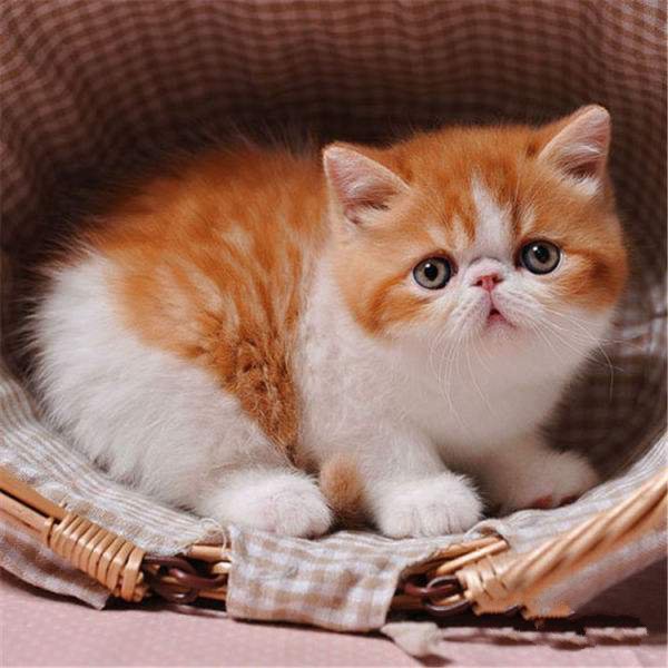 点击大图看下一张：乖巧可爱的加菲猫图片