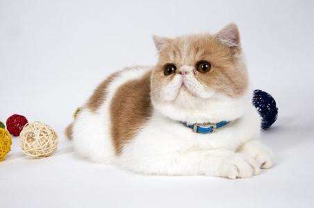 点击大图看下一张：乖巧可爱的加菲猫图片