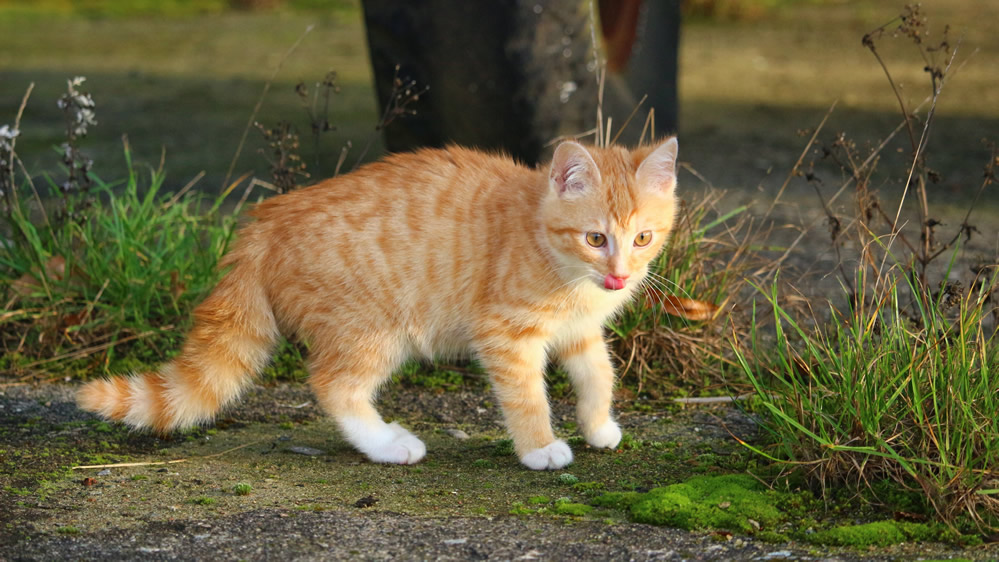 点击大图看下一张：可爱的虎斑猫图片