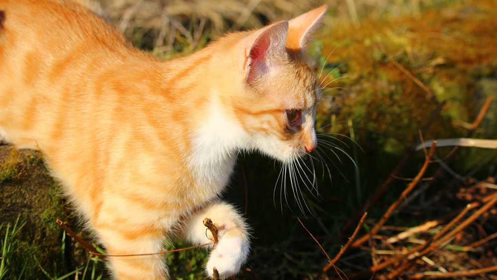 点击大图看下一张：可爱的虎斑猫图片