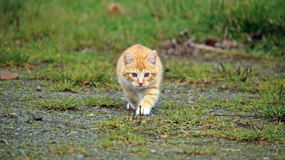 点击大图看下一张：可爱的虎斑猫图片