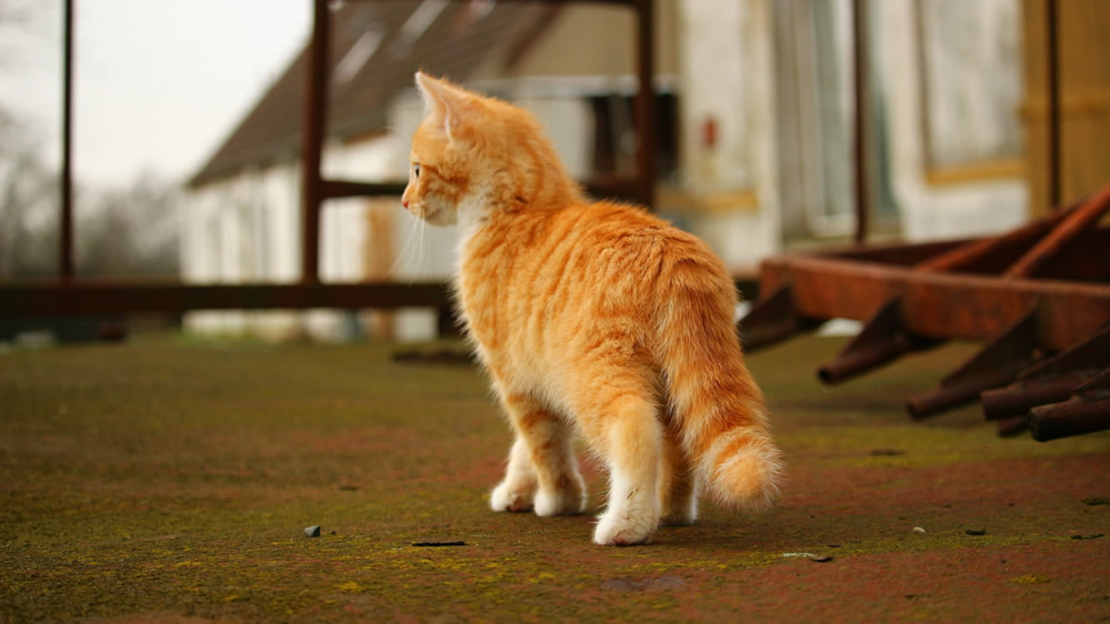 点击大图看下一张：可爱的虎斑猫图片