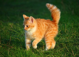 可爱的虎斑猫图片