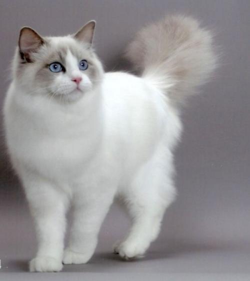 点击大图看下一张：白色加菲猫图片