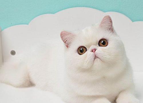 点击大图看下一张：白色加菲猫图片
