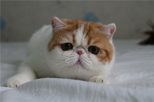 点击大图看下一张：加菲梵文猫图片