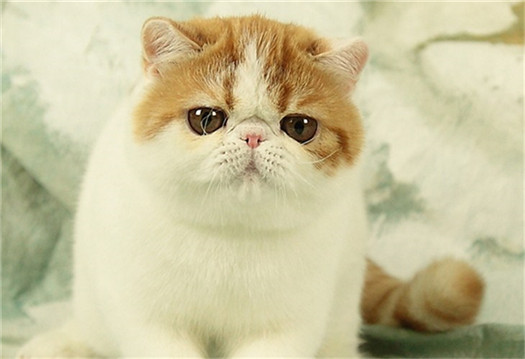 点击大图看下一张：加菲梵文猫图片