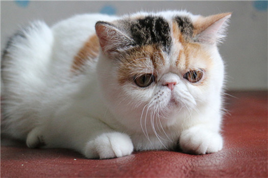 点击大图看下一张：惹人喜爱的加菲猫图片