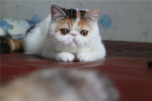 点击大图看下一张：惹人喜爱的加菲猫图片