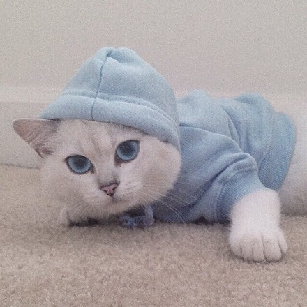 点击大图看下一张：世界最美的蓝眼coby猫图片