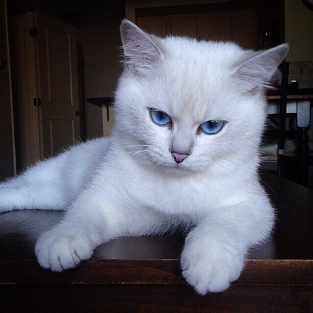 点击大图看下一张：世界最美的蓝眼coby猫图片