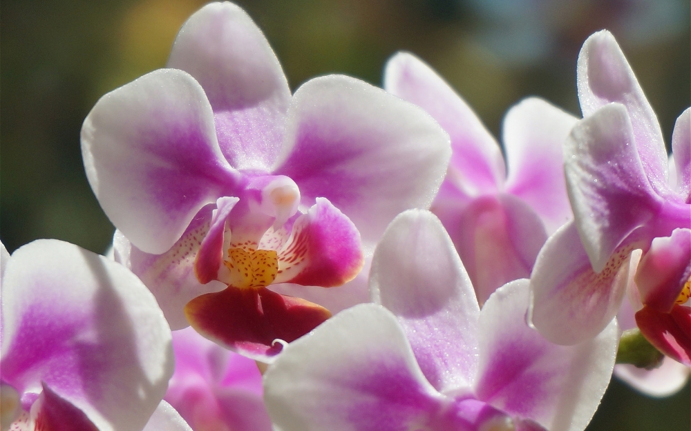 点击大图看下一张：唯美蝴蝶兰花卉图片桌面壁纸