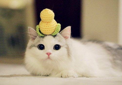 点击大图看下一张：超乖巧的布偶猫图片