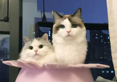点击大图看下一张：超乖巧的布偶猫图片