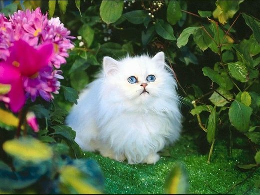点击大图看下一张：一组漂亮的波斯猫图片
