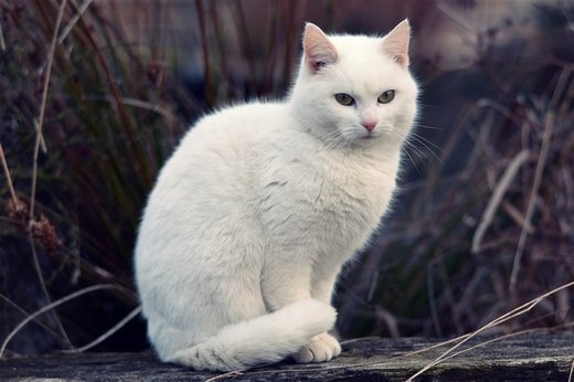 点击大图看下一张：一组漂亮的波斯猫图片
