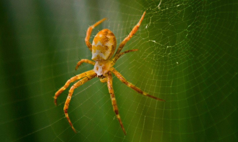 点击大图看下一张：蜘蛛微距离拍摄高清图片