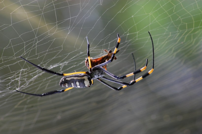 点击大图看下一张：蜘蛛微距离拍摄高清图片