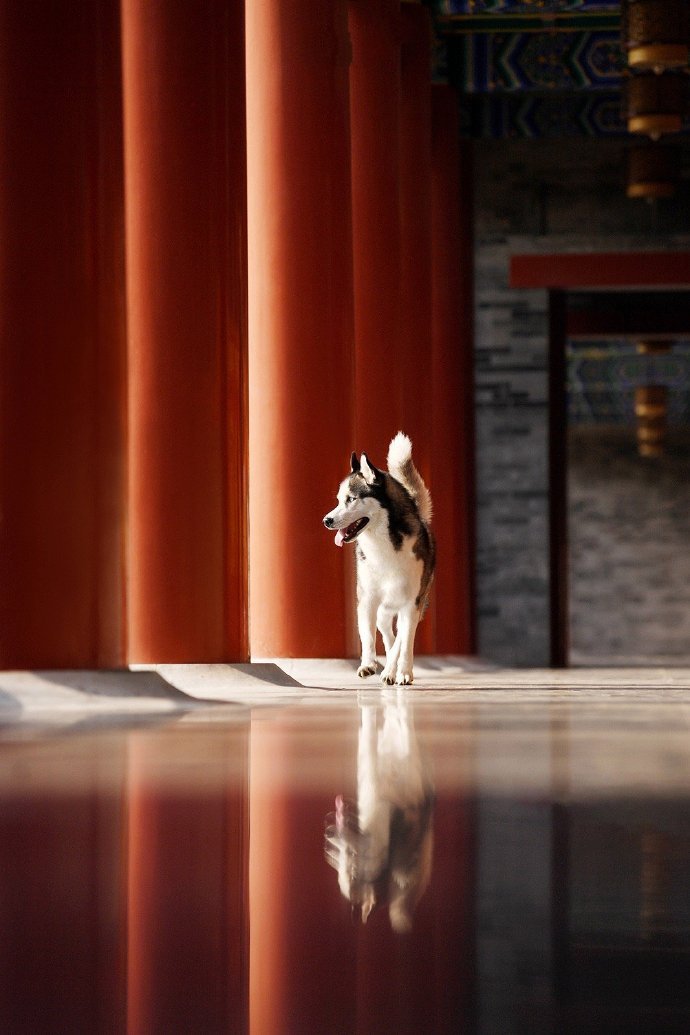 点击大图看下一张：在紫荆城拍照的哈士奇狗狗图片