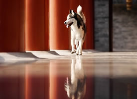 在紫荆城拍照的哈士奇狗狗图片