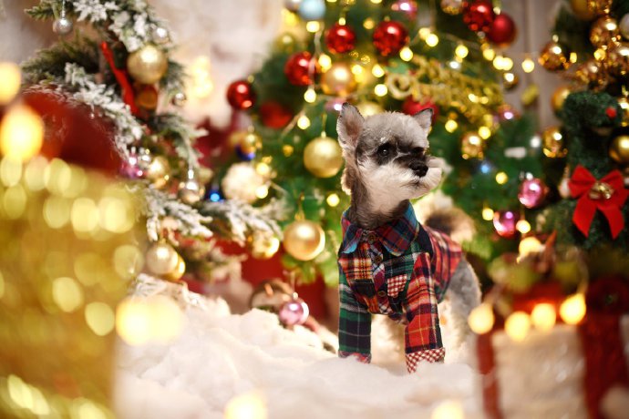 点击大图看下一张：一组圣诞狗狗拍摄图片欣赏