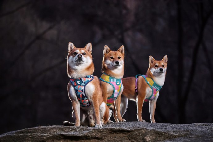 点击大图看下一张：三只可爱的柴犬全家福图片