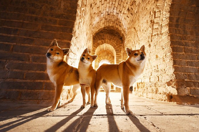 点击大图看下一张：三只可爱的柴犬全家福图片