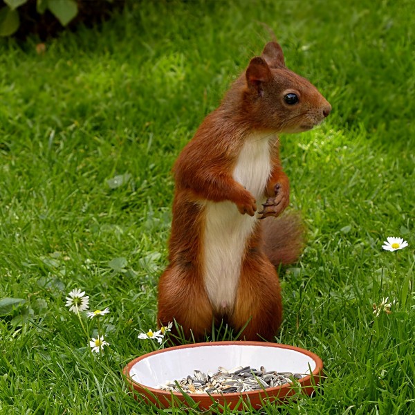 点击大图看下一张：惹人喜爱的红褐色小松鼠图片