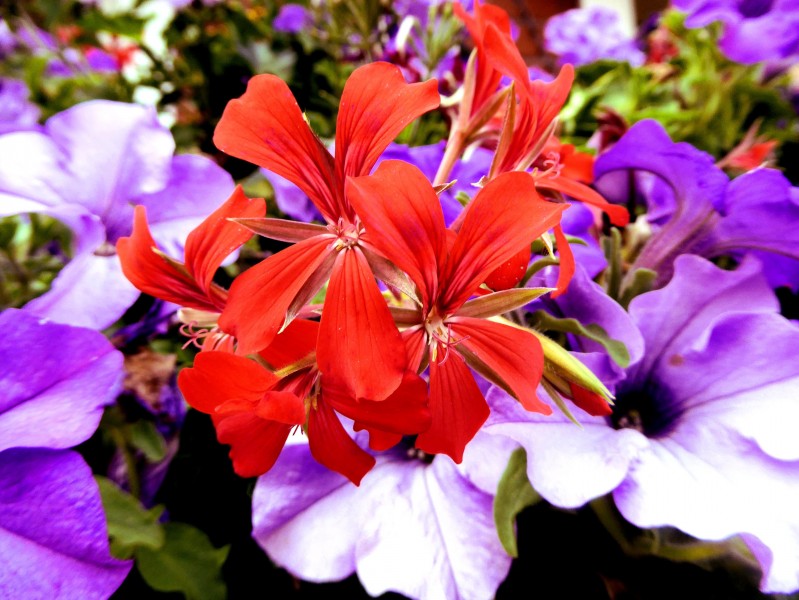 点击大图看下一张：颜色各异的鲜艳天竺葵图片