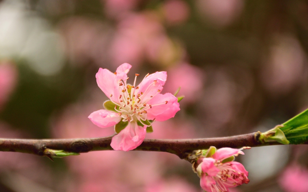 点击大图看下一张：唯美盛开的桃花图片桌面壁纸