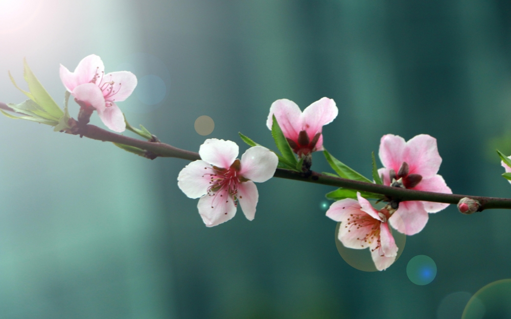 点击大图看下一张：唯美盛开的桃花图片桌面壁纸