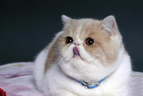 点击大图看下一张：一组乖巧可爱的加菲猫图片